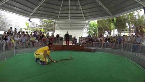 Tamer of snakes is demonstrating its agility Stock Footage 72333949