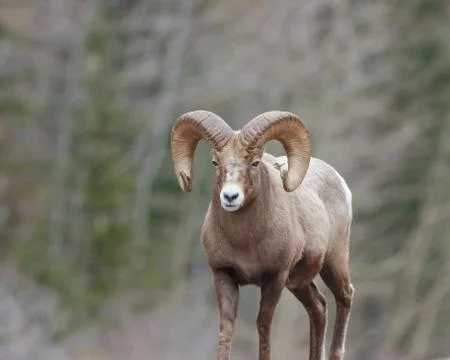 Tamerack Ram Stock Photos