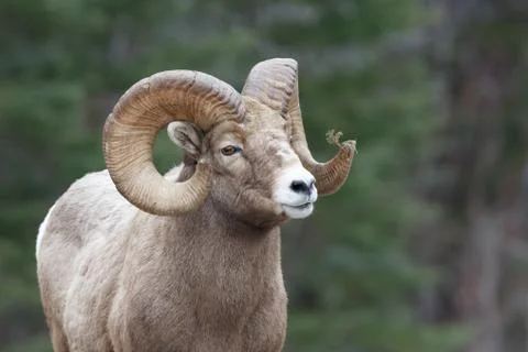 Tamerack Ram Stock Photos