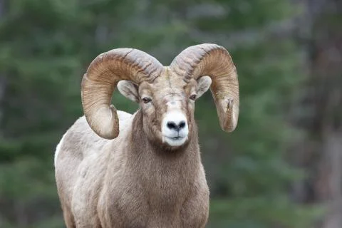 Tamerack Ram Stock Photos