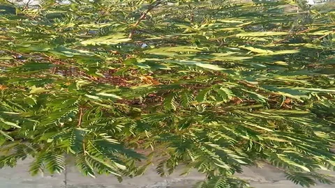 Tamerind tree Stock Footage 129078404