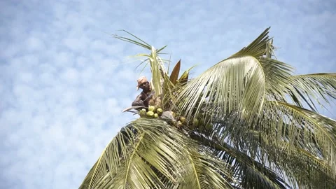 Tamil farmer cutting coconut tree in a village in Thanjavur, Tamil Nadu 库存影片 154716358