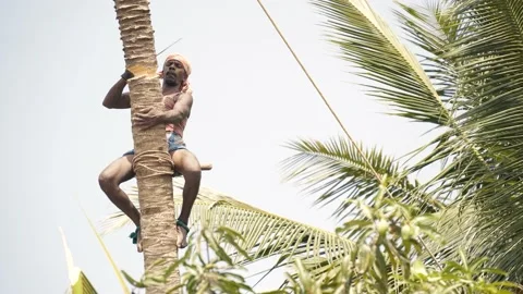 Tamil farmer cutting coconut tree in a village in Thanjavur, Tamil Nadu 動画素材 154716385