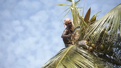 Tamil farmer cutting coconut tree in a village in Thanjavur, Tamil Nadu 動画素材 154716456