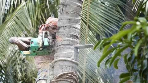 Tamil farmer cutting coconut tree in a village in Thanjavur, Tamil Nadu Stockbeeldmateriaal 154913102