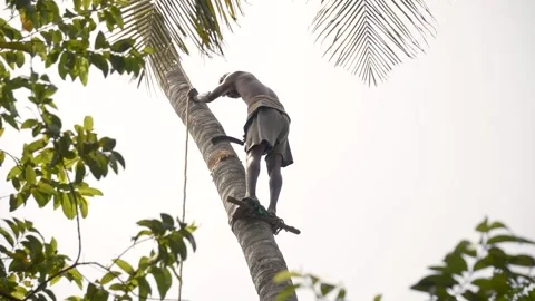 Tamil farmer cutting coconut tree in a village in Nagapattinam, Tamil Nadu 库存影片 154913106