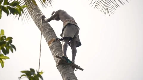 Tamil farmer cutting coconut tree in a village in Nagapattinam, Tamil Nadu Stock Footage 154914049