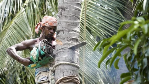Tamil farmer cutting coconut tree in a village in Thanjavur, Tamil Nadu Stock Footage 154914360