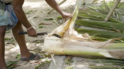 Tamil farmer cutting coconut tree in a village in Nagapattinam, Tamil Nadu Stock Footage 154915077