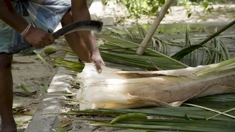 Tamil farmer cutting coconut tree in a village in Nagapattinam, Tamil Nadu Stock Footage 154915487