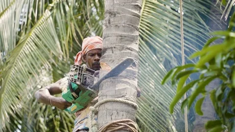 Tamil farmer cutting coconut tree in a village in Nagapattinam, Tamil Nadu Stock Footage 154916547
