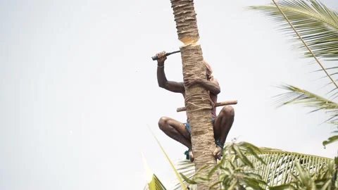 Tamil farmer cutting coconut tree in a village in Thanjavur, Tamil Nadu Stock Footage 155046710