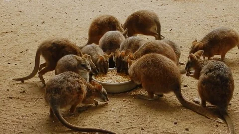 Tammar Wallaby (Macropus eugenii) Stock Footage 110709671