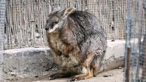 Tammar wallaby (Macropus eugenii) Stock Footage 181575195