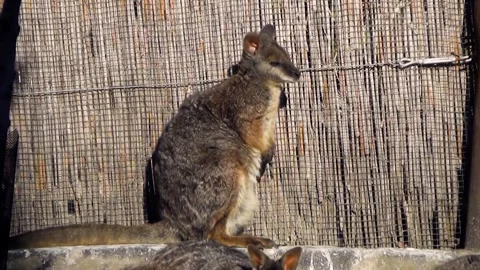Tammar wallaby (Macropus eugenii) Video stock 259162187