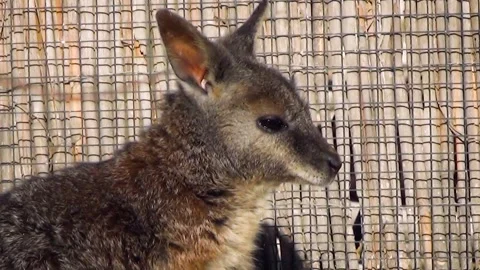 Tammar wallaby (Macropus eugenii) Stock Footage 259162209