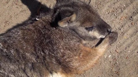 Tammar wallaby (Macropus eugenii) Stock Footage 283009554