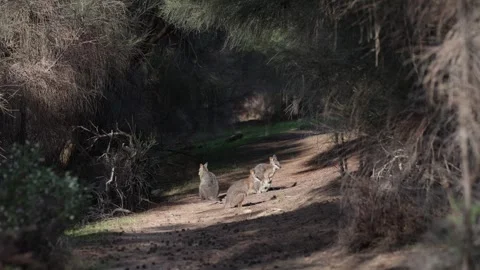 Tammar Wallaby mob move in forest in afternoon sun Stock Footage 320448272
