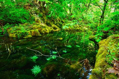 Tamolitch Pool (Blue Pool) of Willamette National Forest Stock Photos