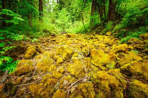 Tamolitch Pool (Blue Pool) of Willamette National Forest 스톡 사진