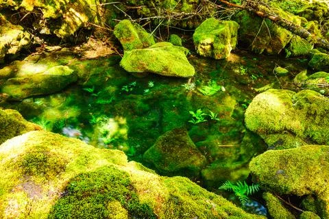 Tamolitch Pool (Blue Pool) of Willamette National Forest Stock Photos
