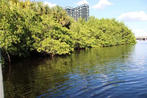 Tampa 5 Stock Photos