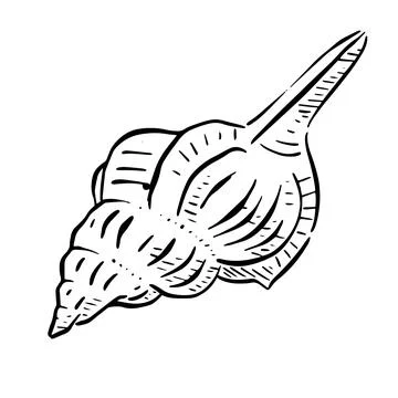Tampa Drill Shell in black and white Stock Illustration