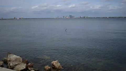 TAMPABAY Stock Footage 295906253