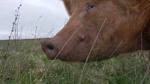 Tamworth Pig Sequence compilation clips feeding rooting Stock Footage 229947947