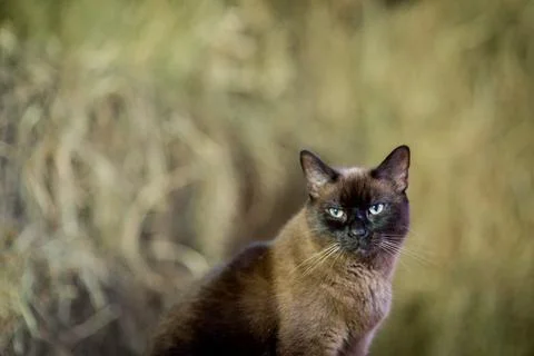Tan and black fuzzy cat hanging out in a barn Foto stock