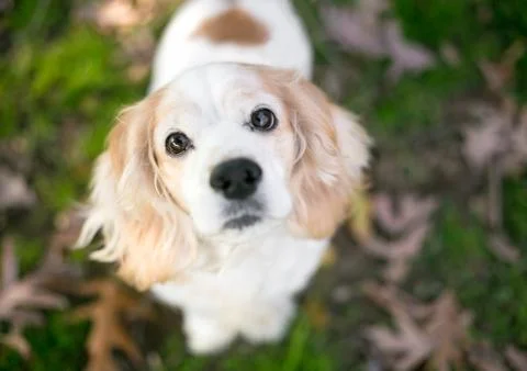 A tan and white Cocker Spaniel mixed breed dog looking up Foto stock