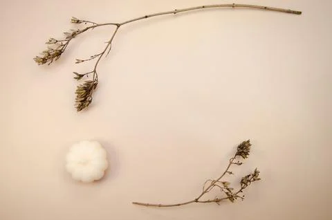 Tan begie horizontal frame background  with dry brown branches and white pumpkin Stock Photos