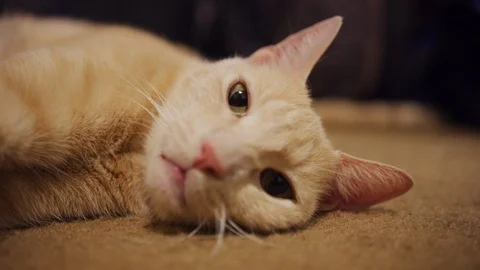 Tan Cat relaxing on carpet Video stock 113825962