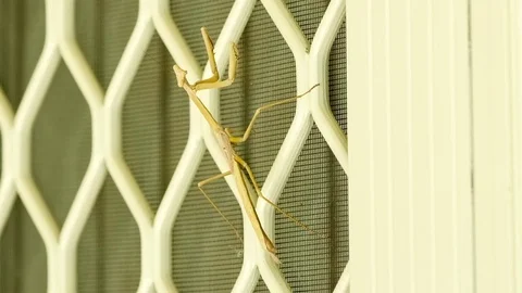 Tan colored purple winged mantis insect climbing window, 4K 30p Stock Footage 75397396