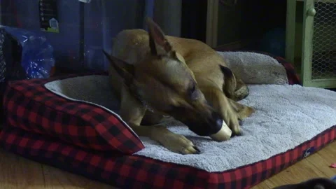 Tan dog chewing bone #2 Stock Footage 156591725