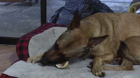 Tan dog chewing on a bone Stock Footage 156591210