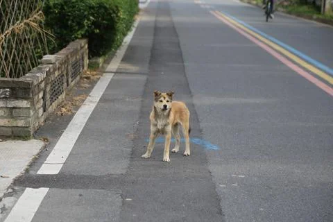 Tan dog standing on an empty road beside a low stone wall and greenery Stock-Fotos