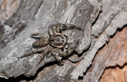 Tan Jumping Spider on pine bark (Platycryptus undatus). Stock Photos
