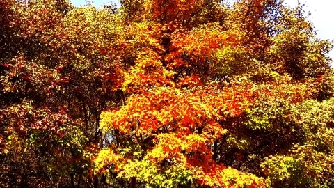 Tan the leaves: Vidéo 80148876