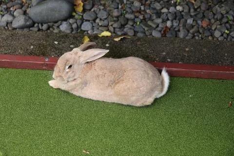 Tan Rabbit Resting Beside Pebble Garden Border Foto stock