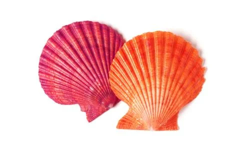 Tan Radial Seashell Isolated on White Background Stock Photos
