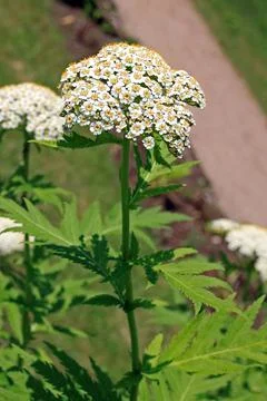 Tanacetum macrophyllum Stock Photos