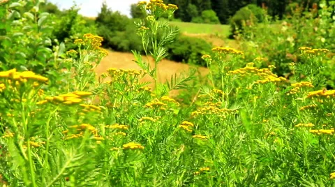 Tanacetum (tansy) Stock Footage 52518016
