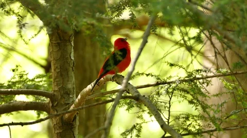 Tanager calling before taking off and away from branch in Canadian forest Video stock 89156822