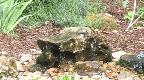 Tanager gets  nest material Stock Footage 11120737