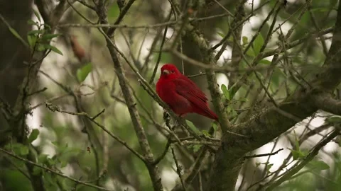 Tanager Summer Perched on a Tree Branch Stock-Footage 278176929