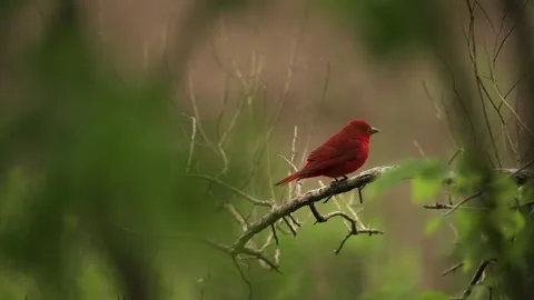 Tanager Summer Perched on a Tree Branch Then Flys Away Stock-Footage 278176941