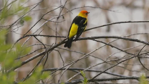 Tanager, Western, on branch of willow tree, near lake 4k Stock Footage 224969962
