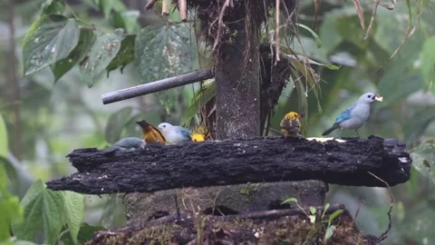 Tanagers fly in to feeding station in cloud forest Stock Footage 297485601