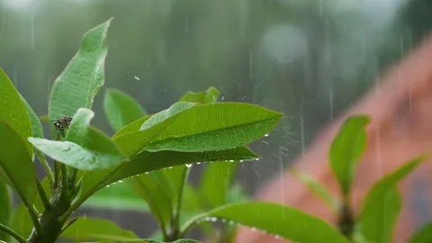 Tanaman taman Stock Footage 226079194